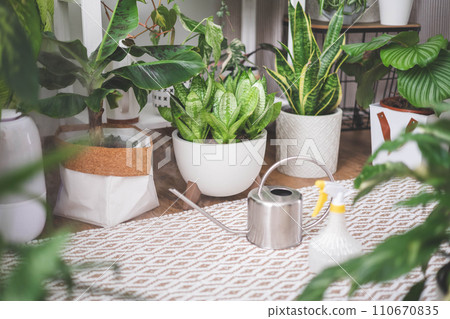 A young woman enjoys caring for flowers. Watering indoor plants and admiring them. 110670835