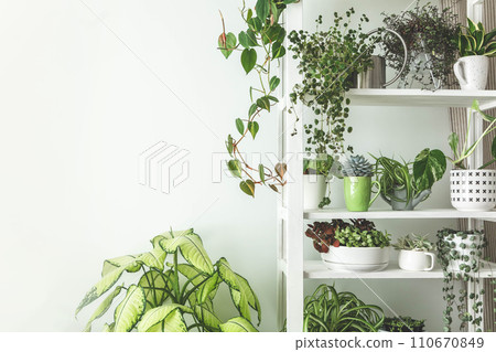 Houseplant domestic jungle garden organization fresh natural plant pots variegated monstera  110670849