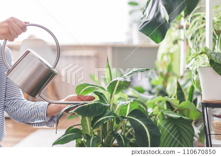 Houseplant domestic jungle garden organization fresh natural plant pots variegated monstera  110670850