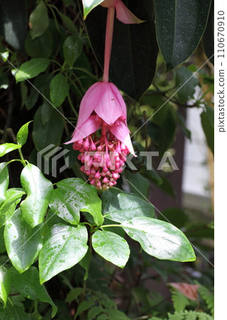 雨滴落在 Medinilla magnifica 花和葉上 雨滴落在 Medinilla magnifica 花和葉上 110670910