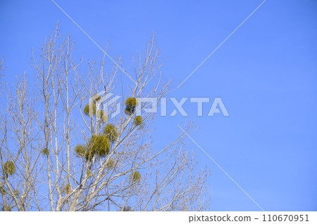 槲寄生 槲寄生 110670951