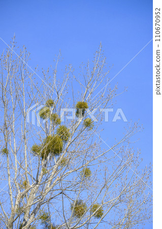 槲寄生 槲寄生 110670952