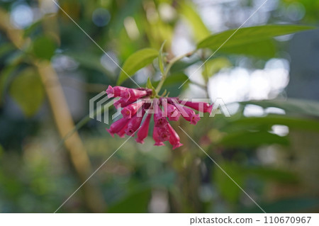 Cestrum elegans flowers Cestrum elegans flowers 110670967