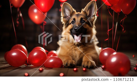 Lovely German shepherd dog with Valentine's day red balloons looking at the camera Lovely German shepherd dog with Valentine's day red balloons looking at the camera 110671213