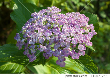 繡球花爆米花 繡球花爆米花 110671238