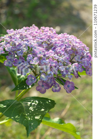 繡球花爆米花 110671239