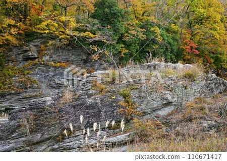 長瀞岩榻米，秋天的落葉和山谷岩石上結出果實的柿子樹 110671417