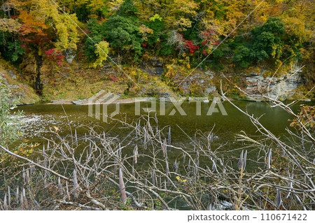 Nagatoro Iwatatami with autumn leaves and wisteria fruits in the valley 110671422
