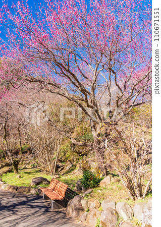 (Shizuoka Prefecture) Atami plum garden, plum festival, red plum blossoms at their peak 110671551