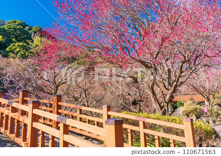 (Shizuoka Prefecture) Atami plum garden, plum festival, red plum blossoms at their peak 110671563