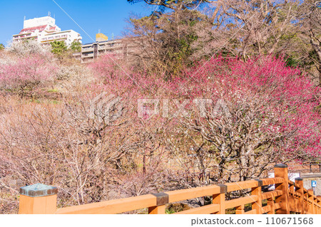 (靜岡縣)熱海梅園、梅花節、紅梅盛開 (靜岡縣)熱海梅園、梅花節、紅梅盛開 110671568