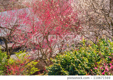(Shizuoka Prefecture) Atami plum garden, plum festival, red plum blossoms at their peak (Shizuoka Prefecture) Atami plum garden, plum festival, red plum blossoms at their peak 110671569