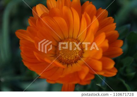 關閉橙色非洲菊花 110671728