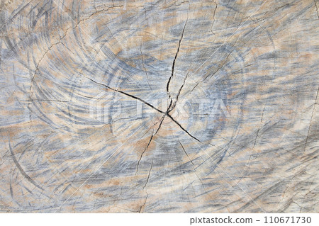 background texture nature wooden cut hardwood forest  110671730
