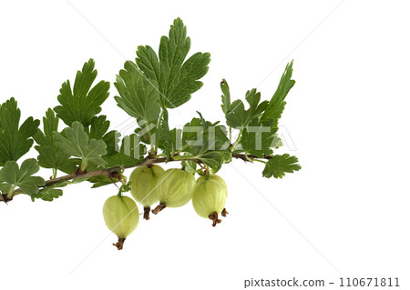 Branch of fresh gooseberries with leaves over white Branch of fresh gooseberries with leaves over white 110671811