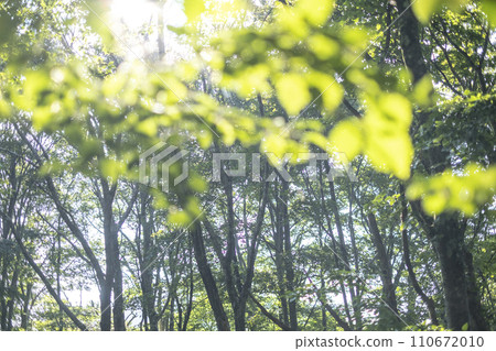  Fresh green eco image 110672010