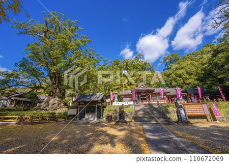 Japan's largest tree, Gamo Kusu, and Gamo Hachiman Shrine 110672069