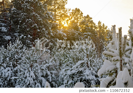 Forest winter with sun Forest winter with sun 110672352