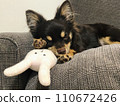 Puppy taking a nap with a stuffed animal (Chocolate Chihuahua) 110672426