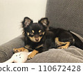 Puppy lying on the sofa (Chocolate Chihuahua) 110672428