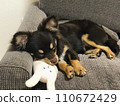 Puppy (Chocolate Chihuahua) sleeping on the sofa with a stuffed animal as a pillow 110672429