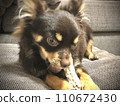 Puppy chewing on a toy (Chocolate Chihuahua) 110672430