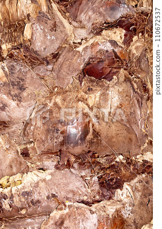 Texture of palm bark Texture of palm bark 110672537