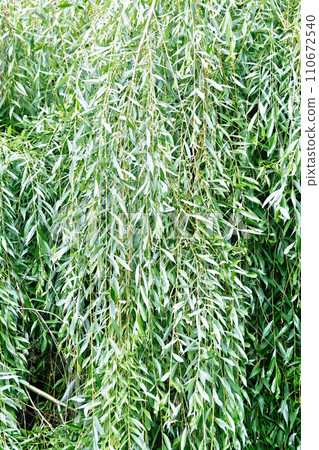 Texture of willow leaf 110672540