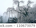 垂枝櫻花 110673079