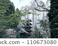 垂枝櫻花 110673080