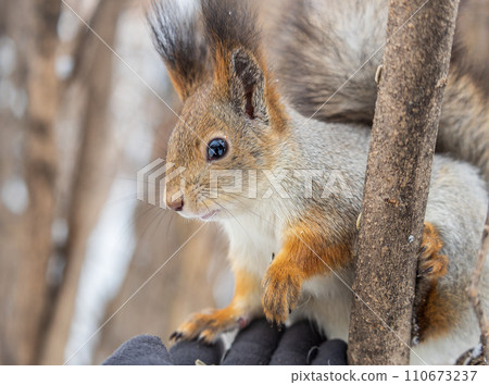 The squirrel sits on a branches without leaves in the winter or autumn The squirrel sits on a branches without leaves in the winter or autumn 110673237