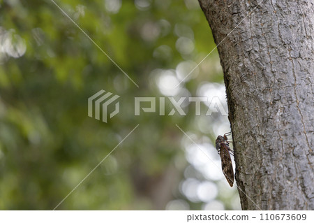 夏季昆蟲、蟬景觀-6 夏季昆蟲、蟬景觀-6 110673609