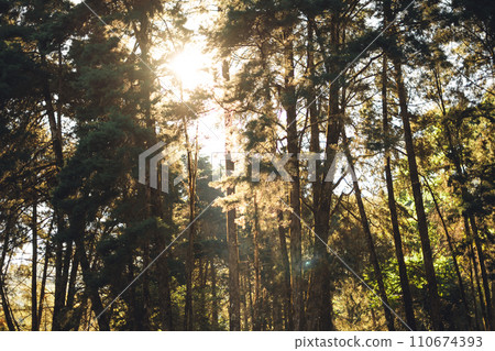 Light shines in the pine forest on a spring evening. 110674393