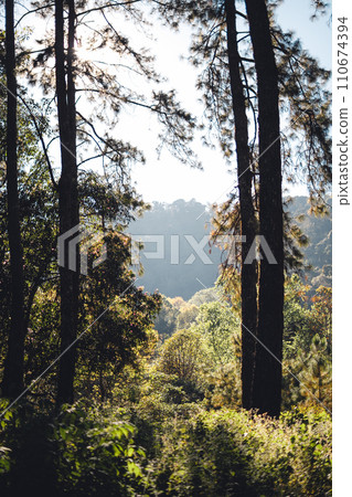 Light shines in the pine forest on a spring evening. 110674394