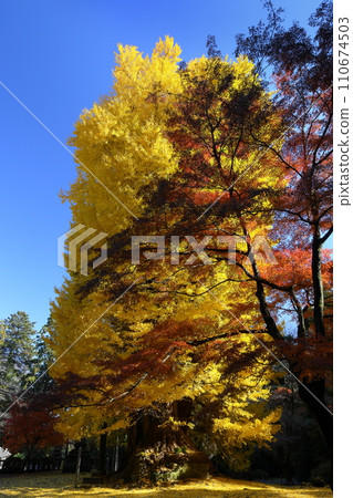 岩殿觀音 埼玉縣東松山市 岩殿觀音 岩殿山 正法寺觀音堂前泛黃的大銀杏和楓葉 110674503