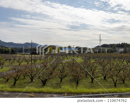 An orchard with fruit-bearing persimmon trees An orchard with fruit-bearing persimmon trees 110674762