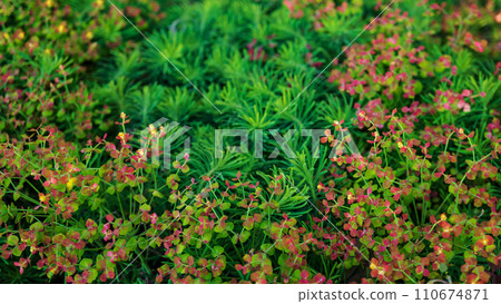 大戟科 花末期/大戟科 110674871