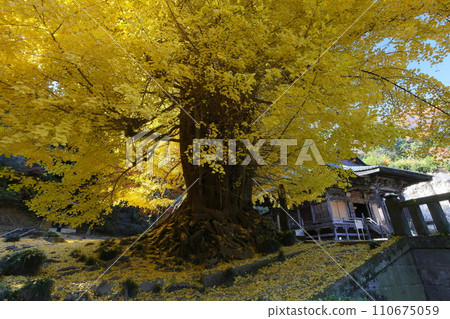 埼玉縣東松山市岩殿山 岩殿觀音 岩殿山 正法寺觀音殿前的大銀杏，黃葉，院內佈滿了黃色的落葉 110675059