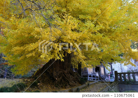 埼玉縣東松山市岩殿山 岩殿觀音 岩殿山 正法寺觀音殿前的大銀杏，黃葉，院內佈滿了黃色的落葉 110675061