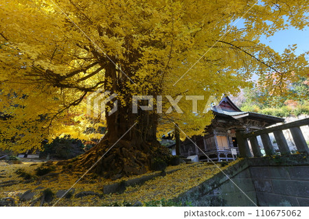 埼玉縣東松山市岩殿山 岩殿觀音 岩殿山 正法寺觀音殿前的大銀杏,黃葉,院內佈滿了黃色的落葉 埼玉縣東松山市岩殿山 岩殿觀音 岩殿山 正法寺觀音殿前的大銀杏,黃葉,院內佈滿了黃色的落葉 110675062