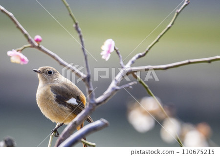 雌性達烏爾紅尾鴝棲息在一棵李子樹上 雌性達烏爾紅尾鴝棲息在一棵李子樹上 110675215
