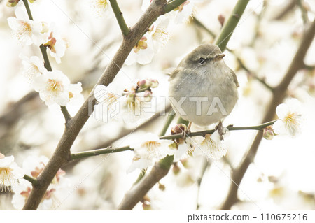 棲息在李子樹上的鶯 棲息在李子樹上的鶯 110675216