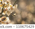 背光梅花和蜜蜂 背光梅花和蜜蜂 110675429