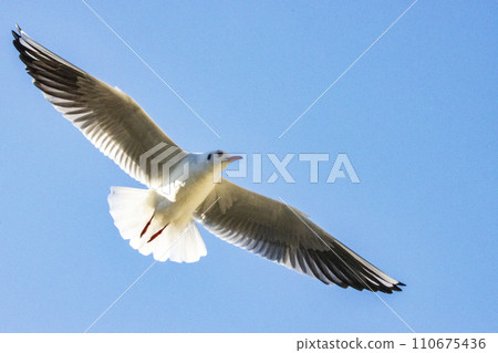 飛行在藍天的Ulysomer 飛行在藍天的Ulysomer 110675436