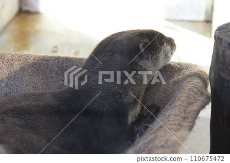 "Little-clawed otter" on display at Shimoda Marine Aquarium 110675472