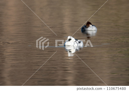 The beautiful pure white panda-like waterfowl seen in parks and lakes in winter, the Miko Merganser. The beautiful pure white panda-like waterfowl seen in parks and lakes in winter, the Miko Merganser. 110675480