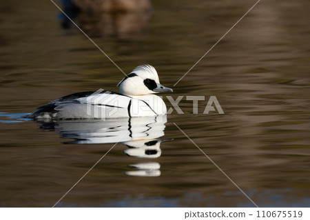 The beautiful pure white panda-like waterfowl seen in parks and lakes in winter, the Miko Merganser. 110675519