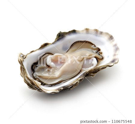 shell, oyster, shellfish 110675548