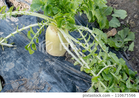 Winter home garden (radish) Winter home garden (radish) 110675566