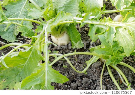 Winter home garden (kabra) 110675567